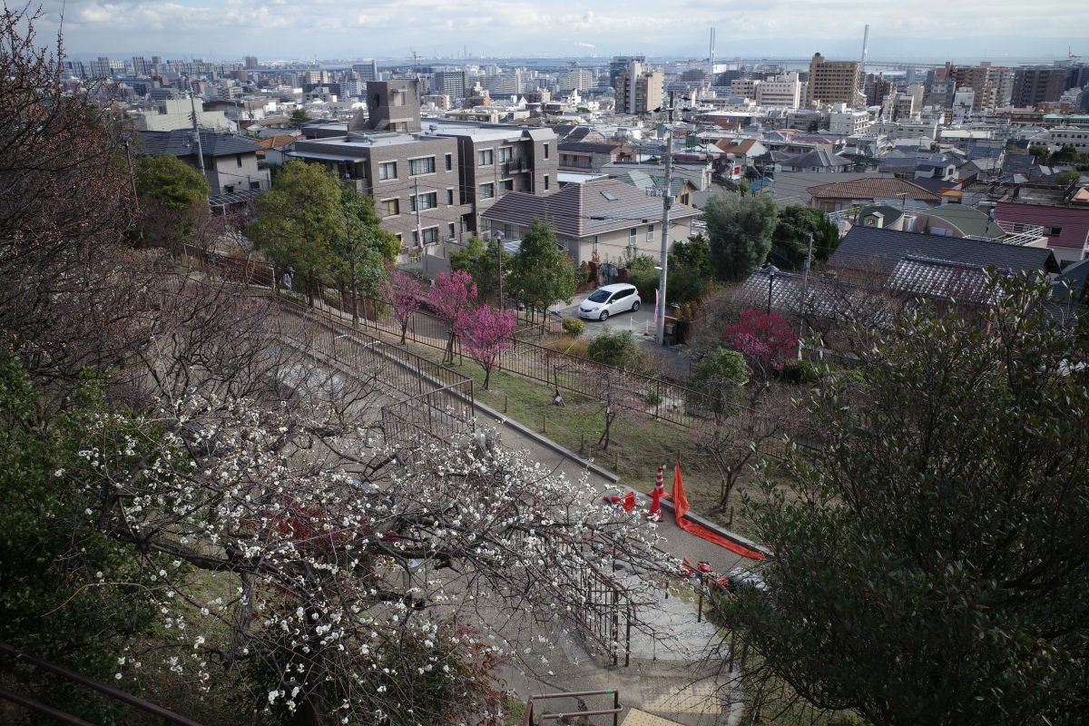 岡本梅林公園 2020年1月30日の梅の開花状況