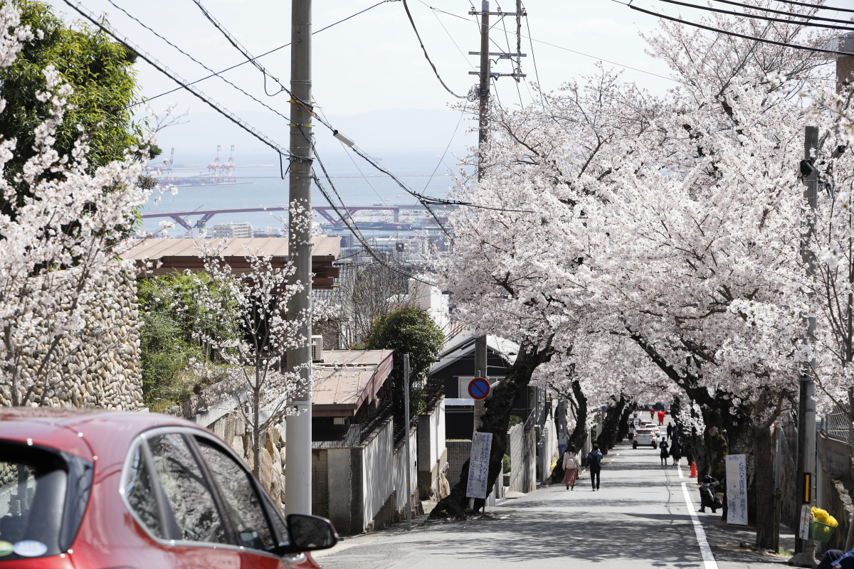 桜のトンネル 神戸市灘区 2022年4月1日