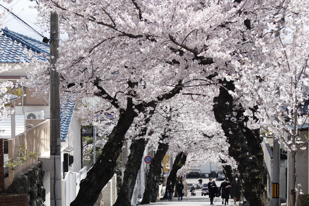 桜のトンネル 神戸市灘区 2022年4月1日