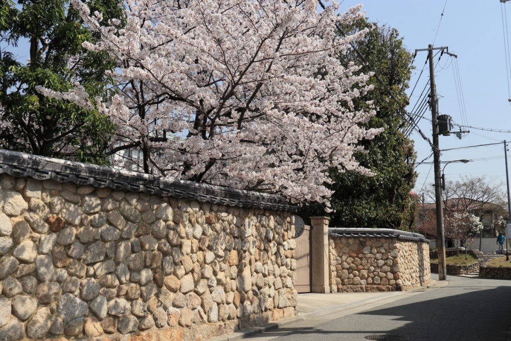 香雪美術館前の桜