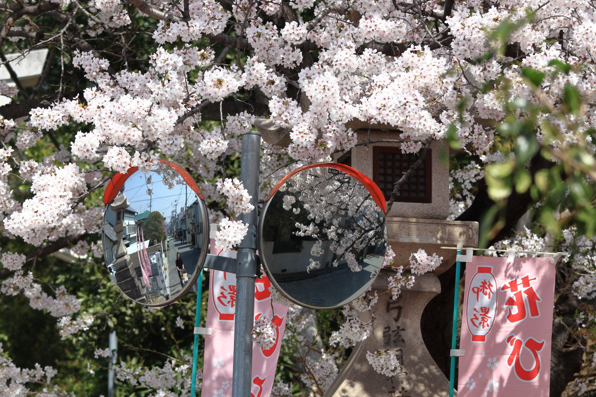 弓弦羽神社の桜2018年3月29日