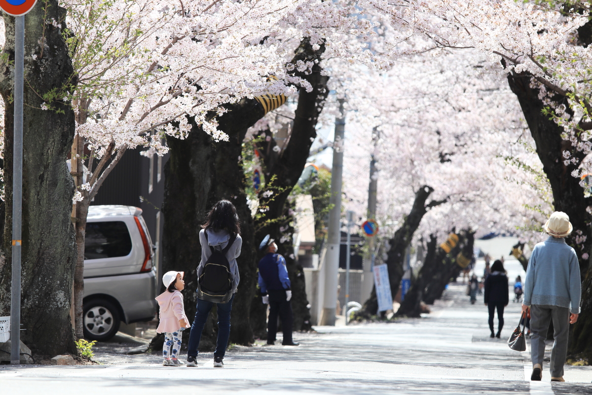 桜のトンネル（神戸市・灘区）