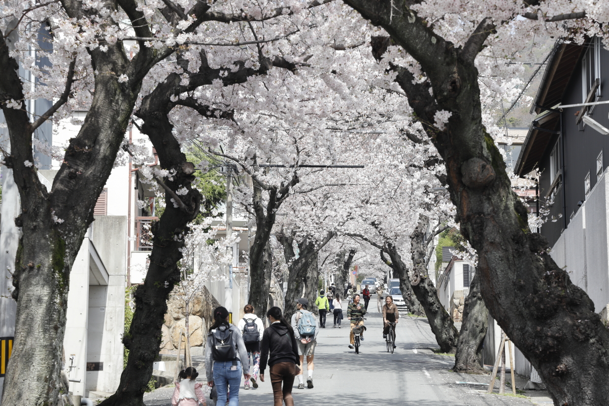桜のトンネル 神戸市灘区 2021年3月29日