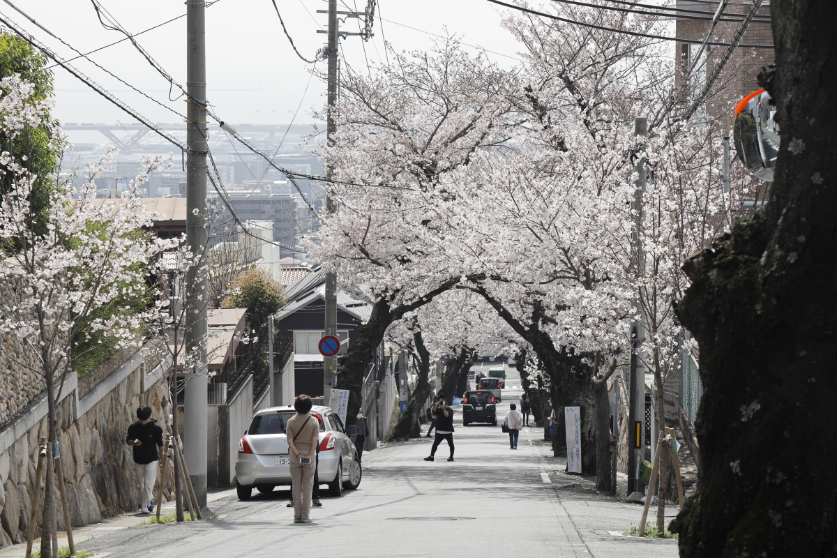 桜のトンネル 神戸市灘区 2021年3月29日