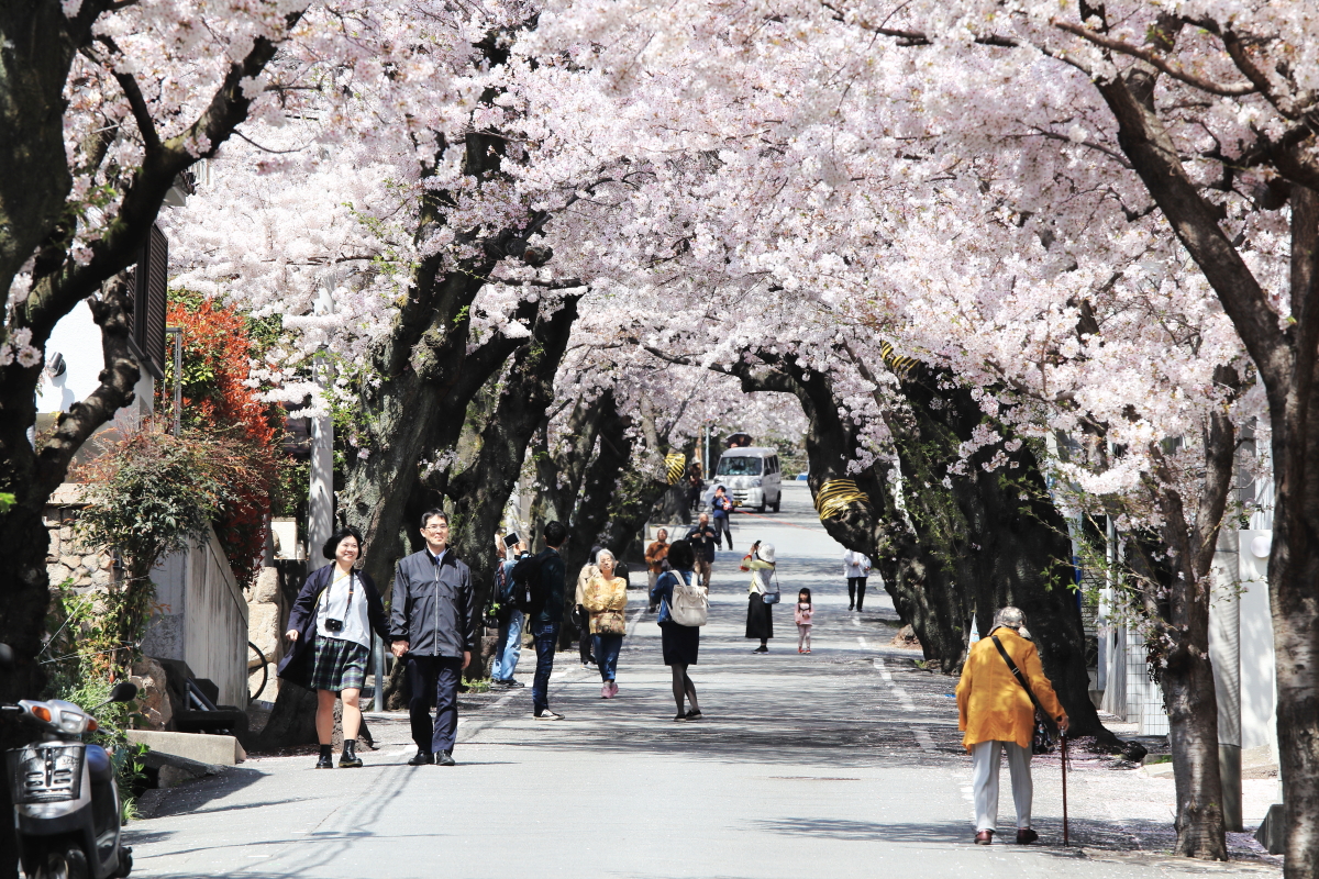 桜のトンネル（神戸市・灘区）