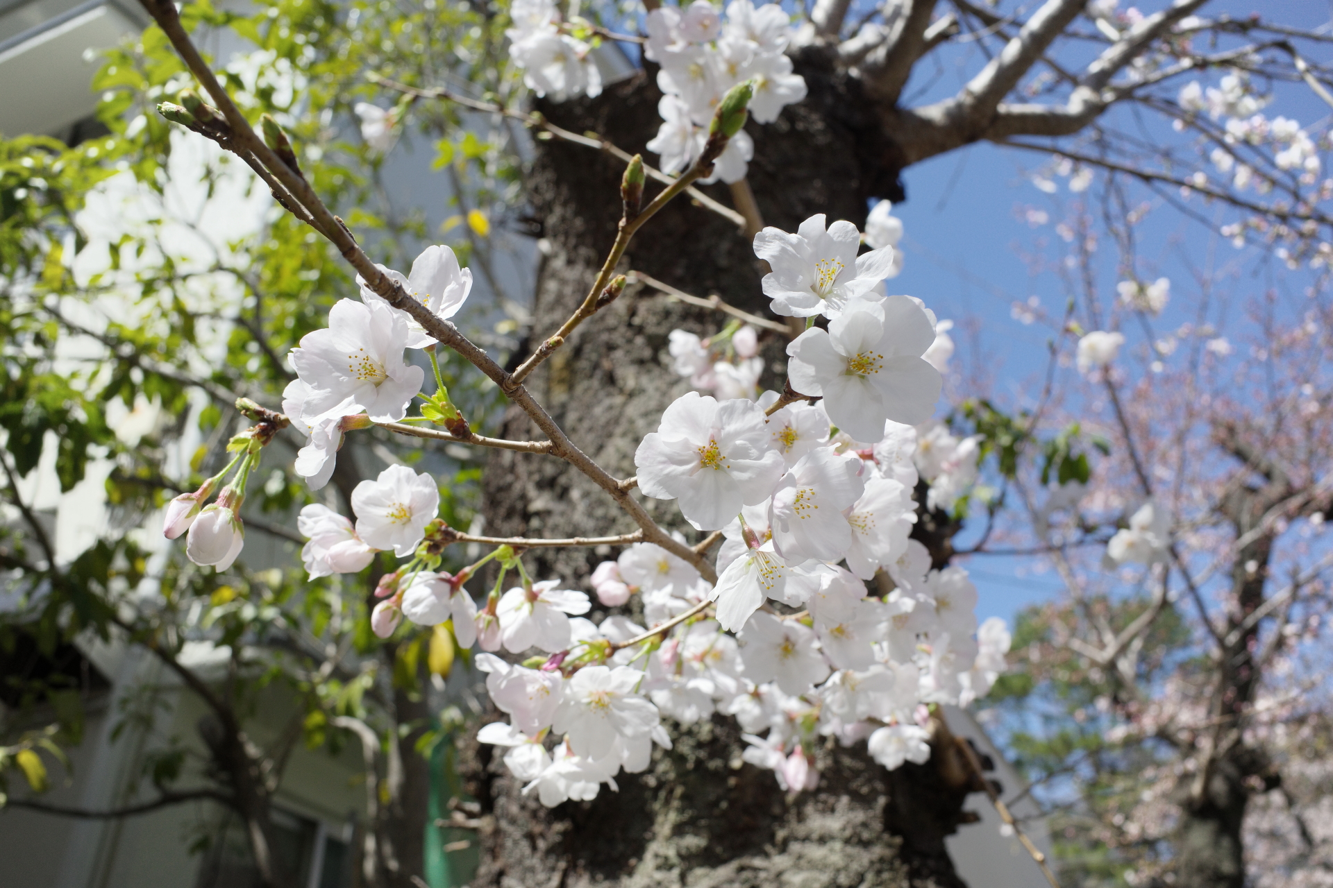 弓弦派神社の桜の開花状況　2022年3月27日
