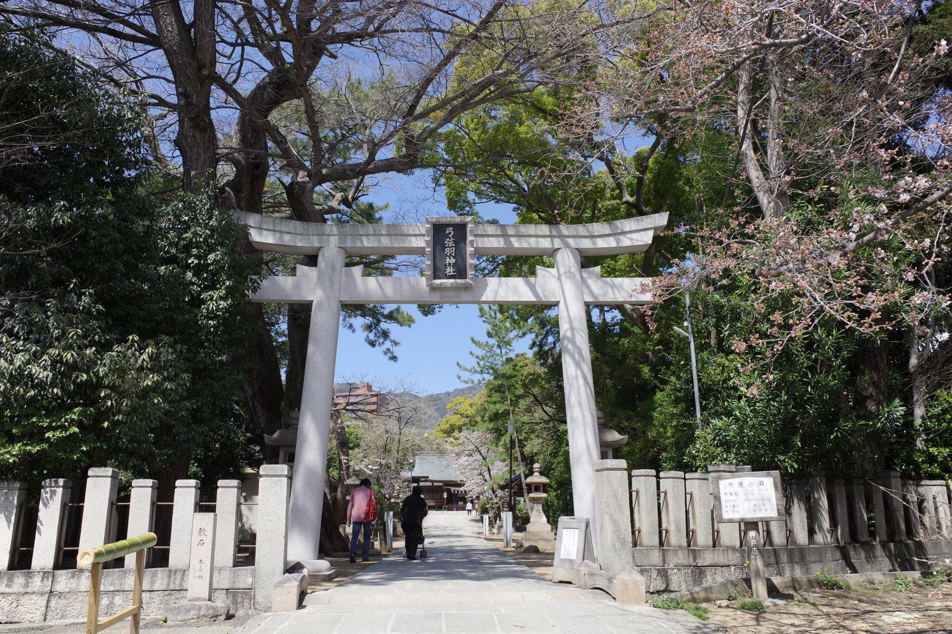 弓弦派神社の桜の開花状況　2022年3月27日