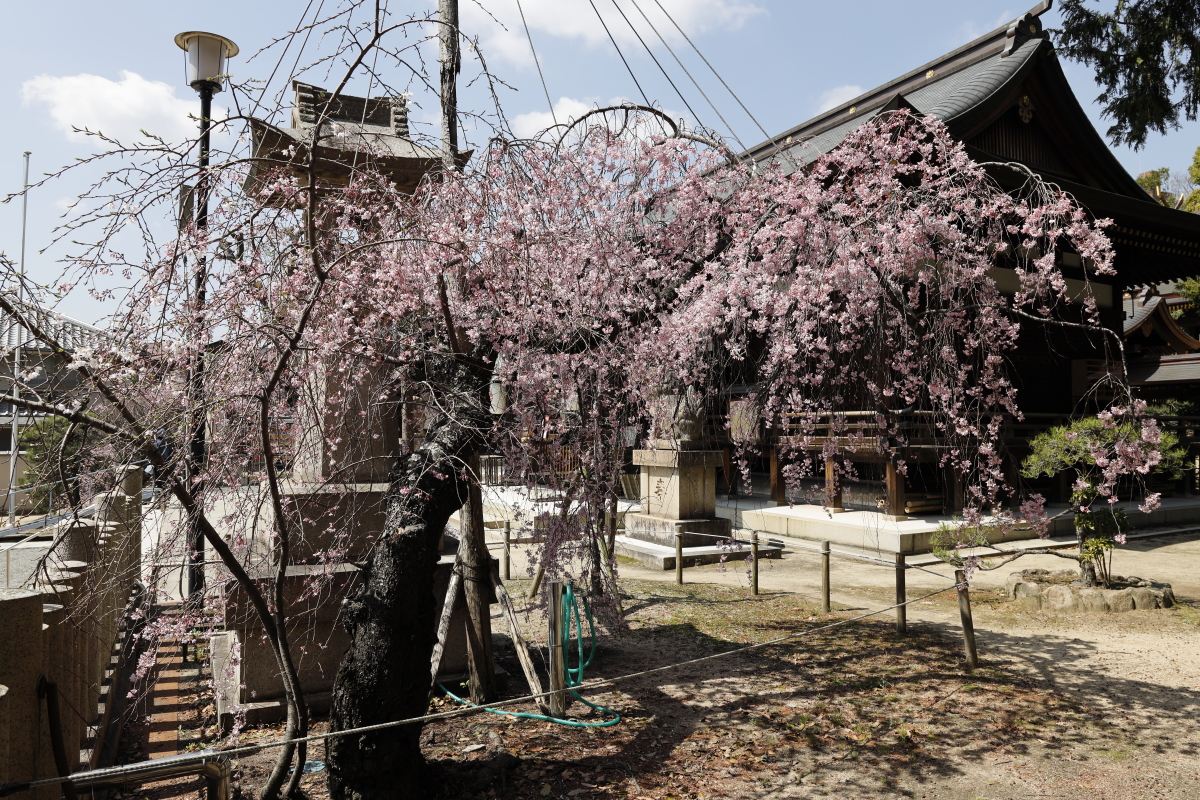 弓弦派神社の桜　2021年3月23日