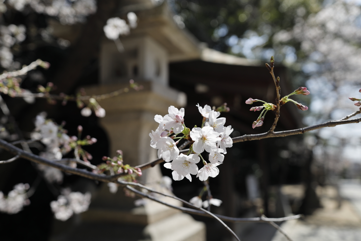 弓弦派神社の桜　2021年3月23日