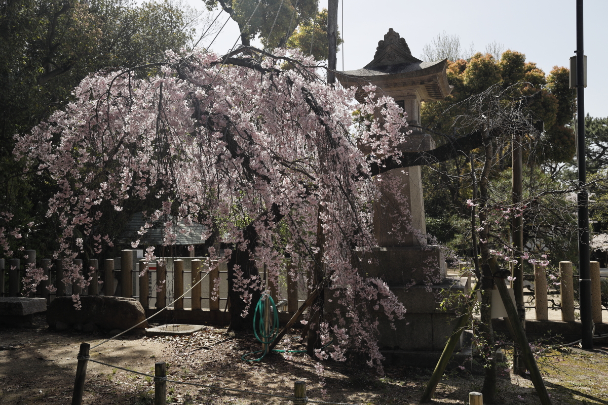 弓弦派神社の桜の開花状況　2021年3月31日