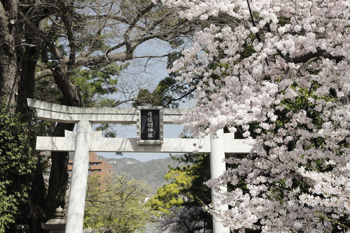 弓弦派神社の桜の開花状況　2021年3月31日