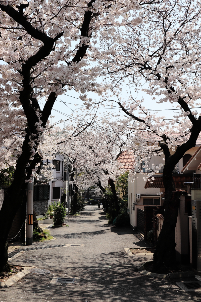 弓弦羽神社の桜