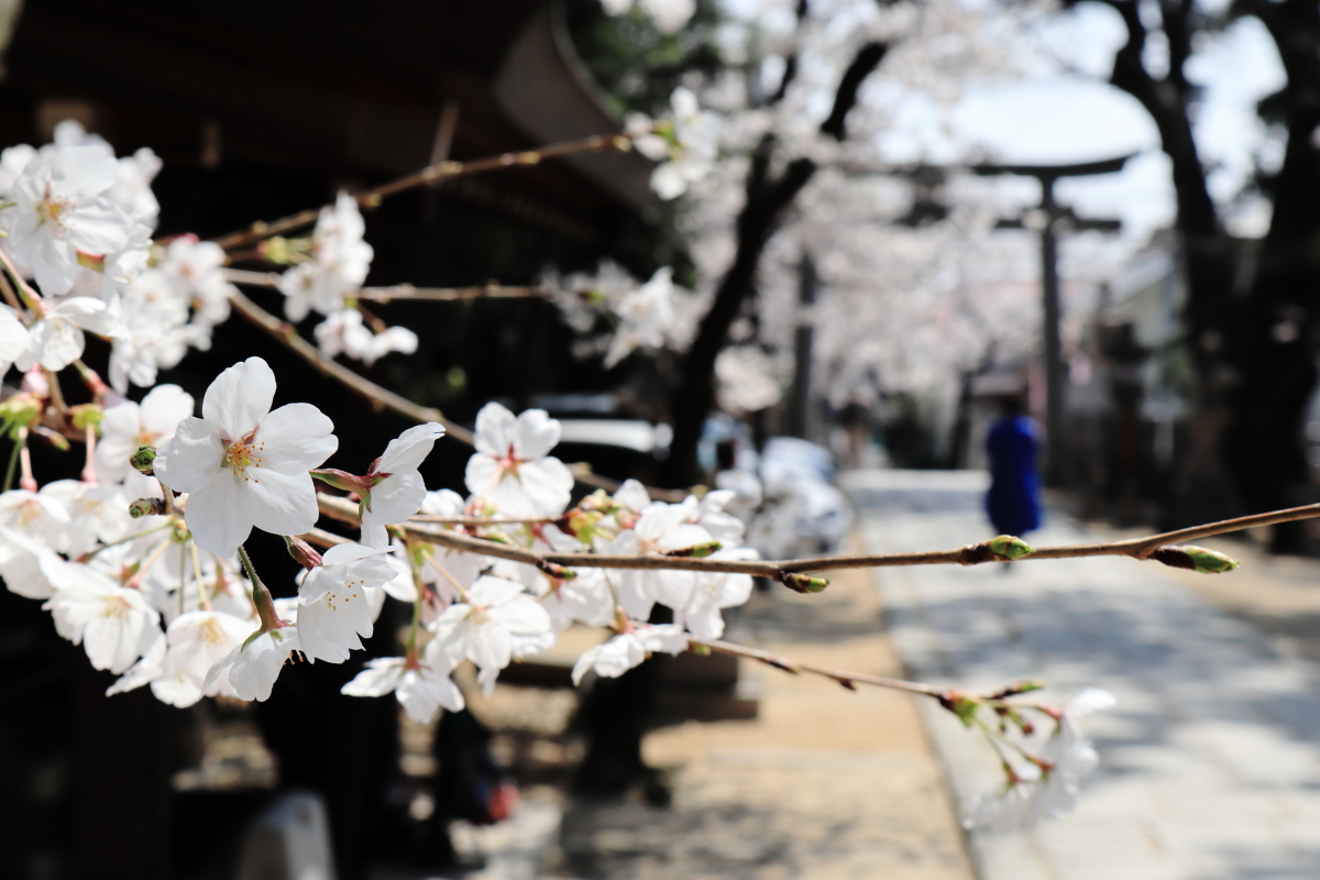 弓弦羽神社の桜