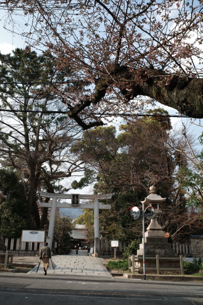 弓弦羽神社の桜の開花状況 2019年3月26日