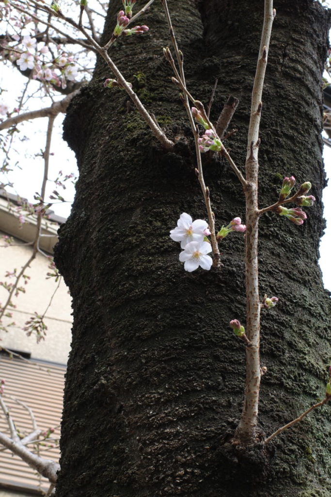 弓弦羽神社の桜の開花状況 2019年3月26日