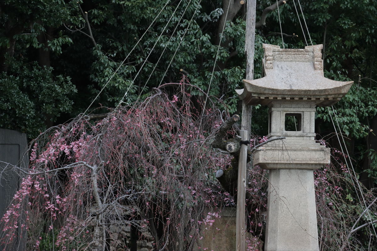 弓弦派神社の枝垂れ桜