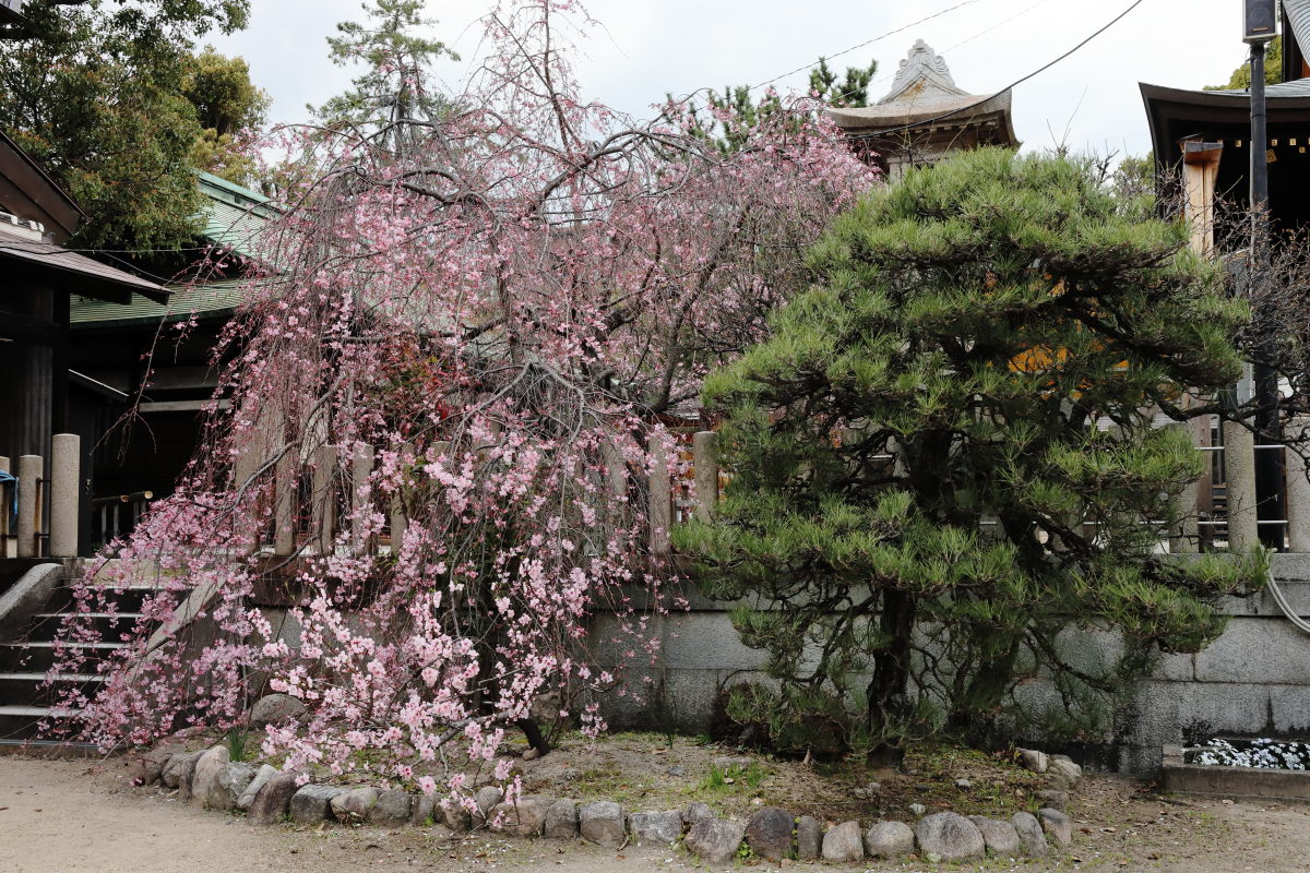 弓弦派神社の枝垂れ桜