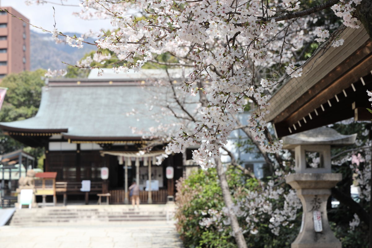 弓弦羽神社の桜の開花状況 2019年4月2日