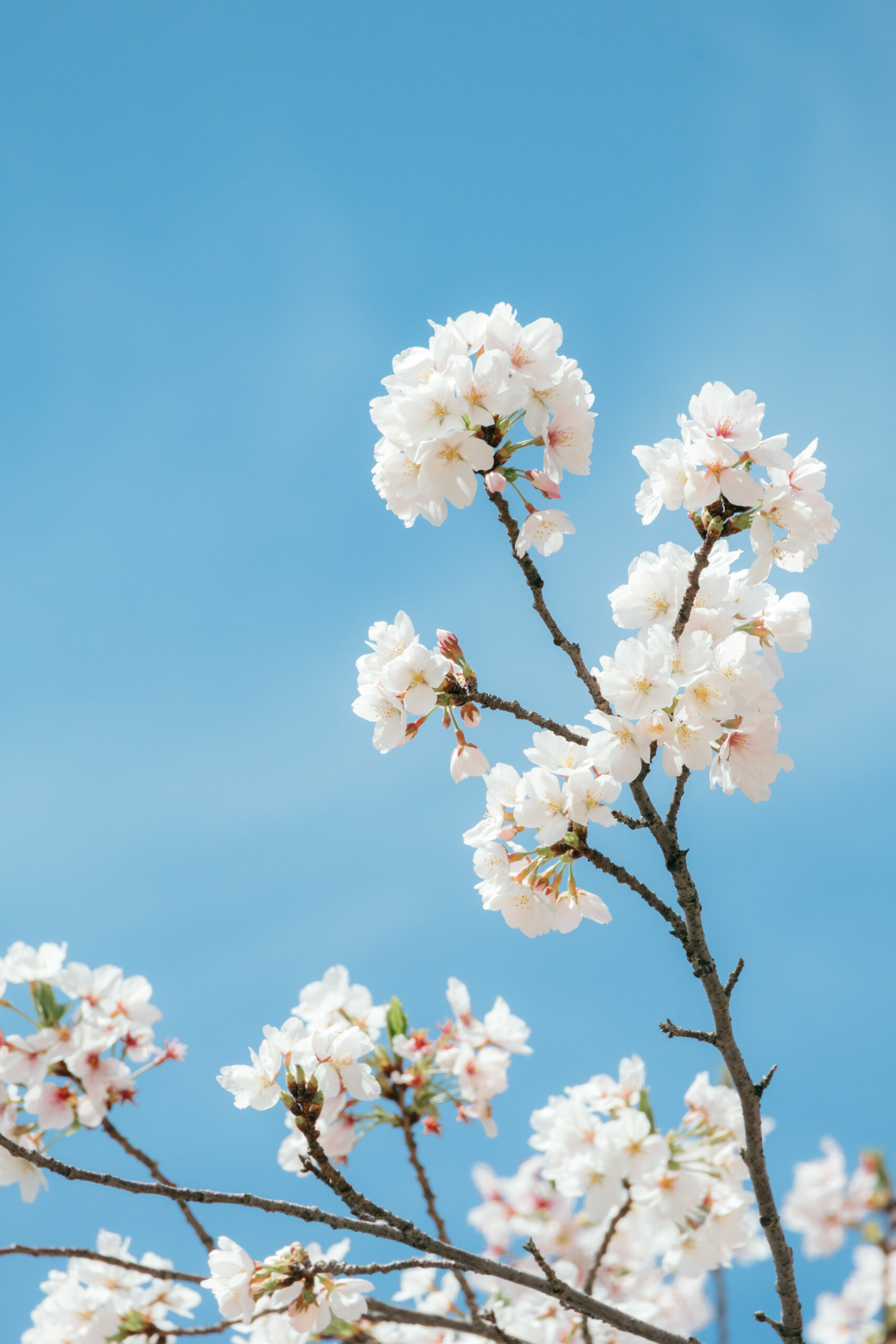 夙川の桜 2026年4月6日