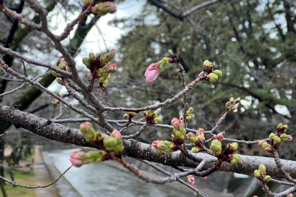 夙川の桜の開花状況 2024年3月26日