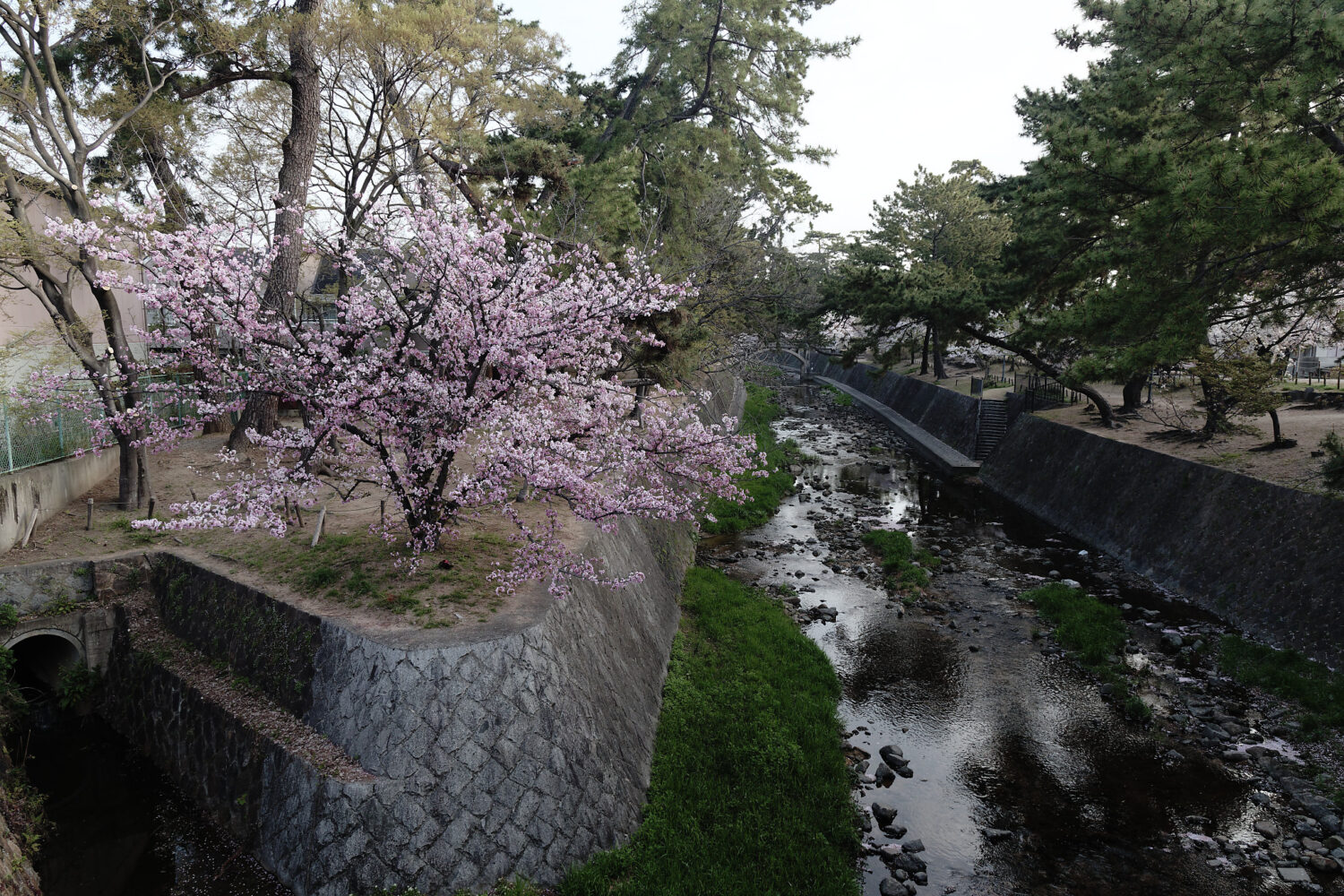 夙川の桜開花状況 2021年4月2日