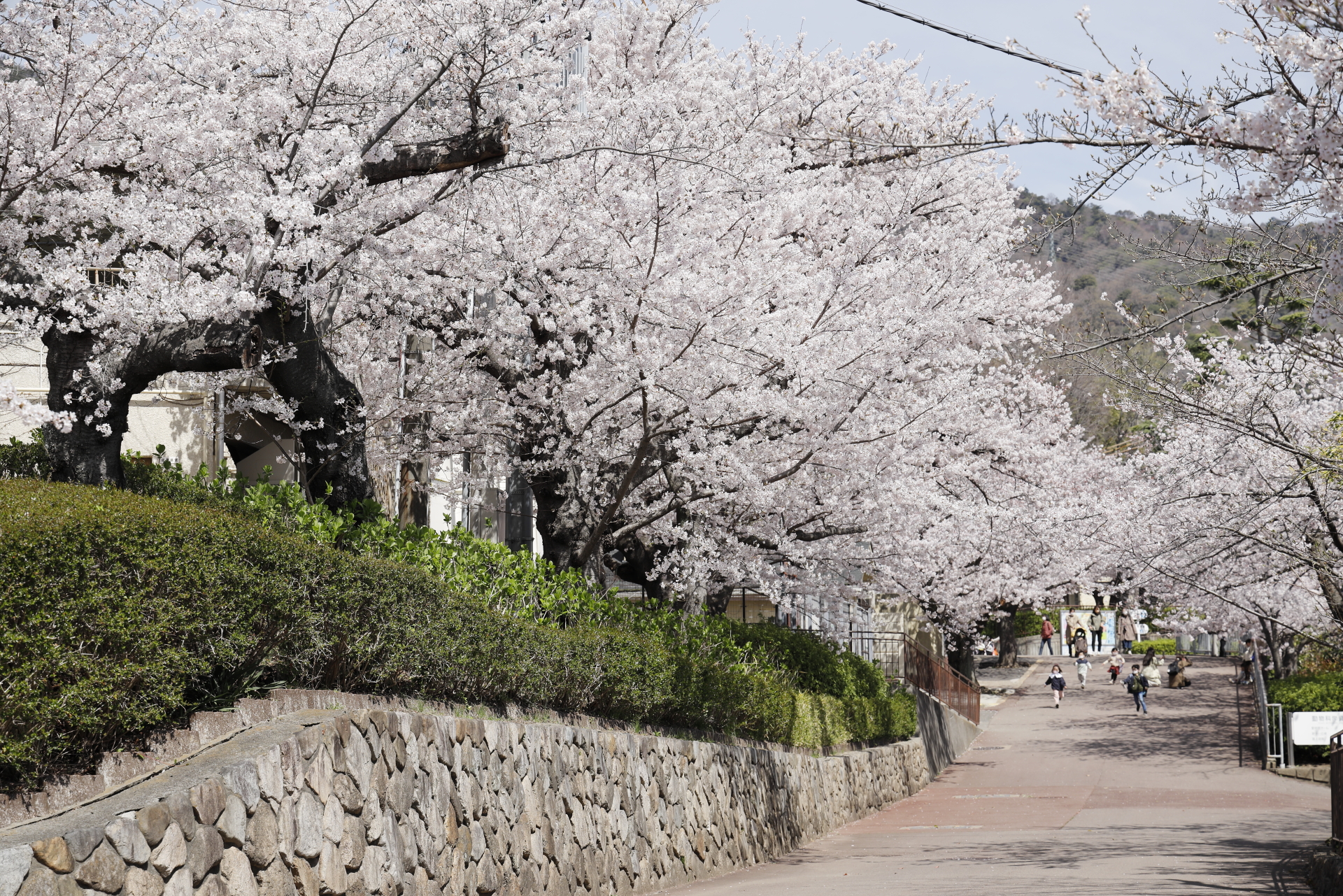 王子動物園の桜開花状況　2022年4月1日