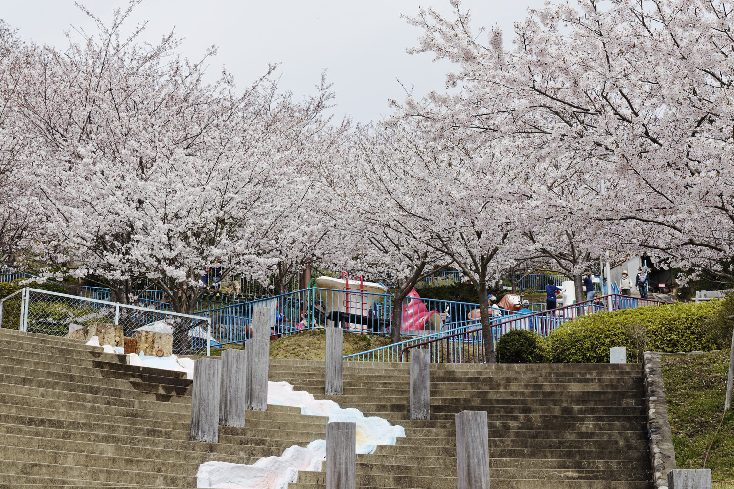 須磨浦山上遊園の桜開花状況　2021年3月30日
