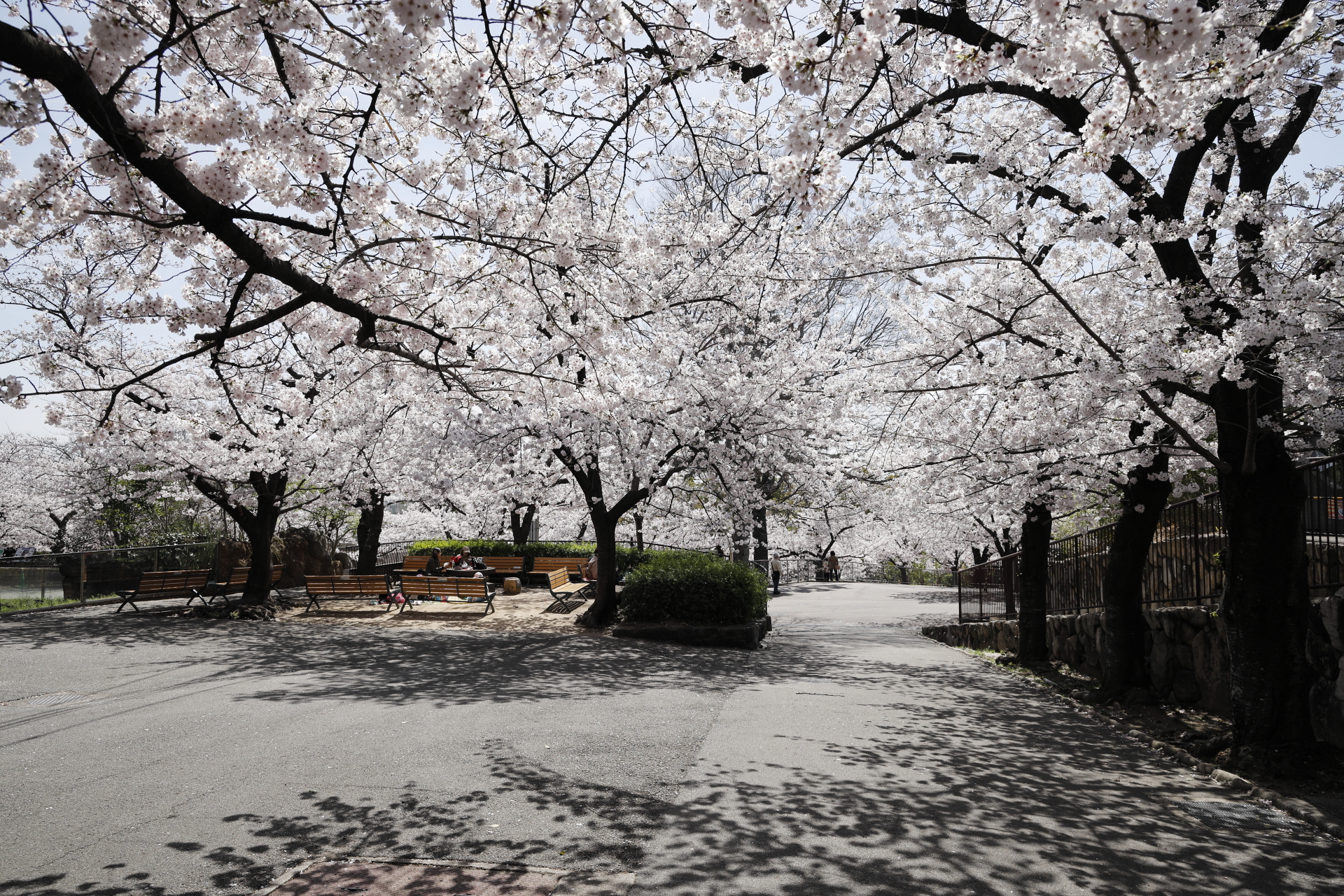 王子動物園の桜開花状況　2022年4月1日