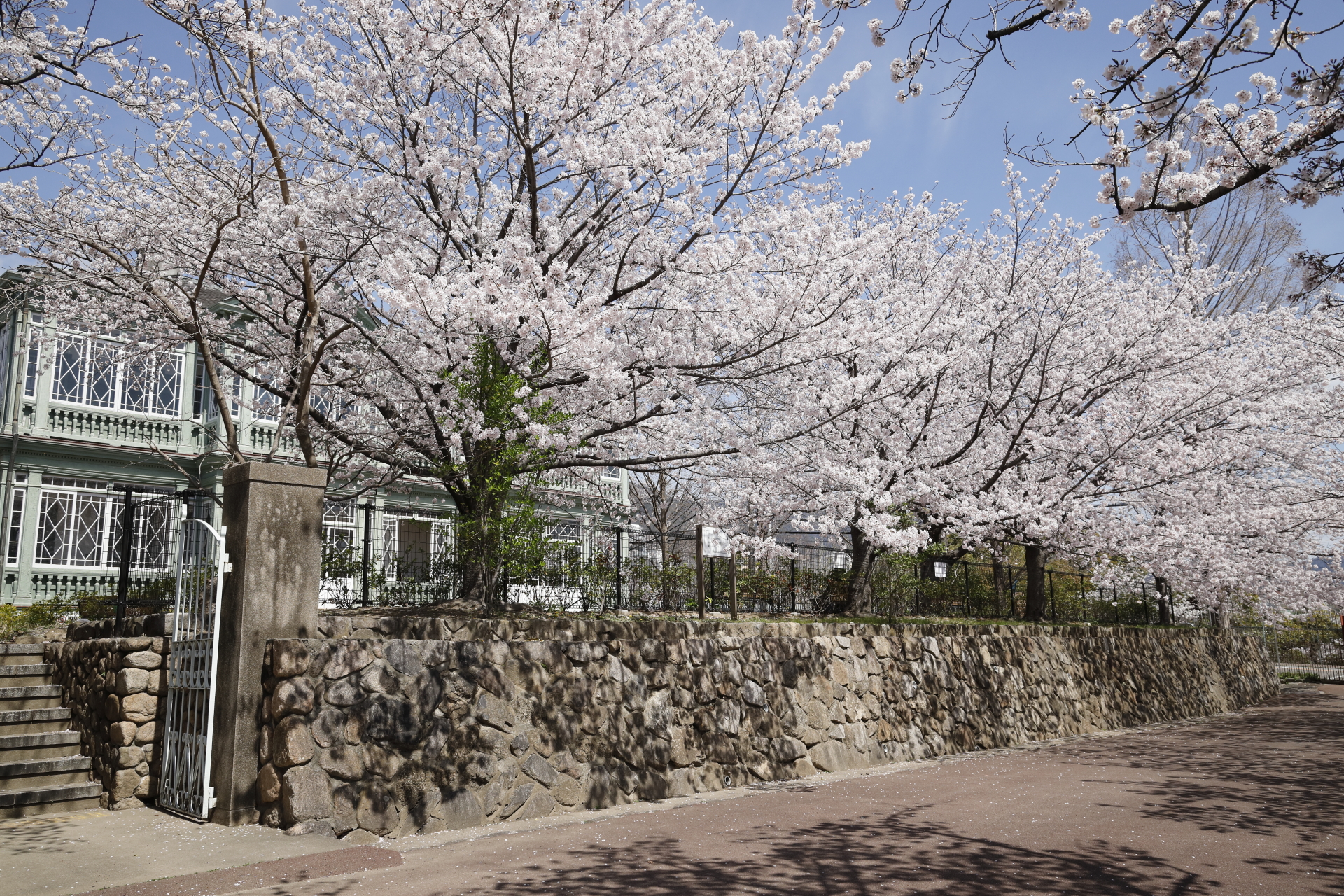 王子動物園の異人館　旧ハンター住宅と桜 桜開花状況　2022年4月1日