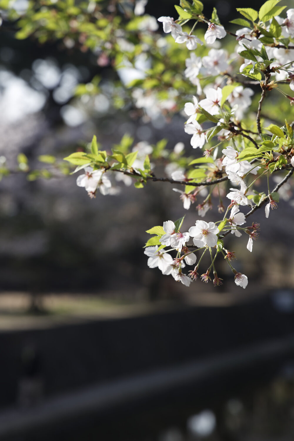 夙川の桜開花状況 2021年4月2日