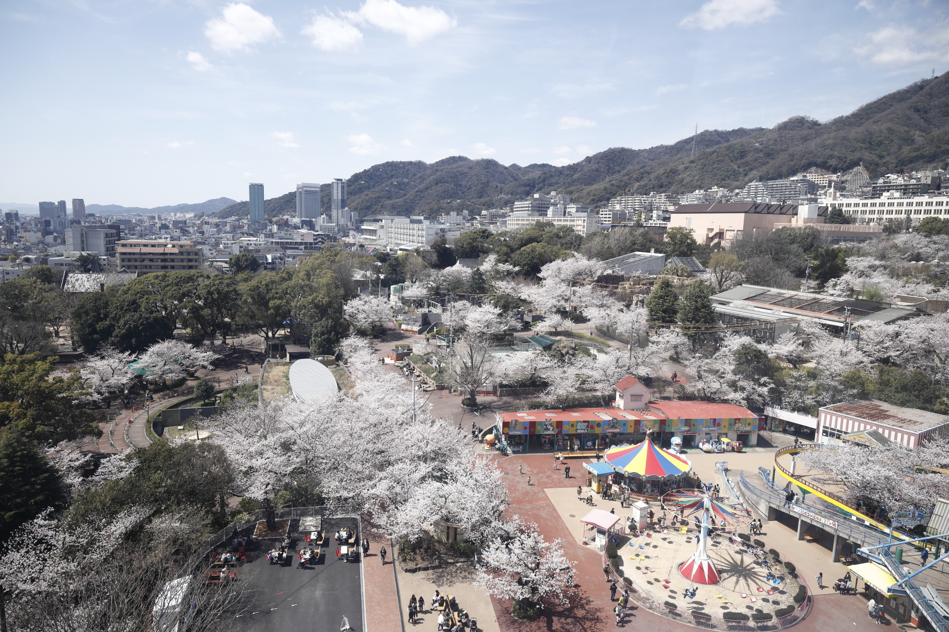 王子動物園の遊園地の観覧車 桜開花状況　2022年4月1日