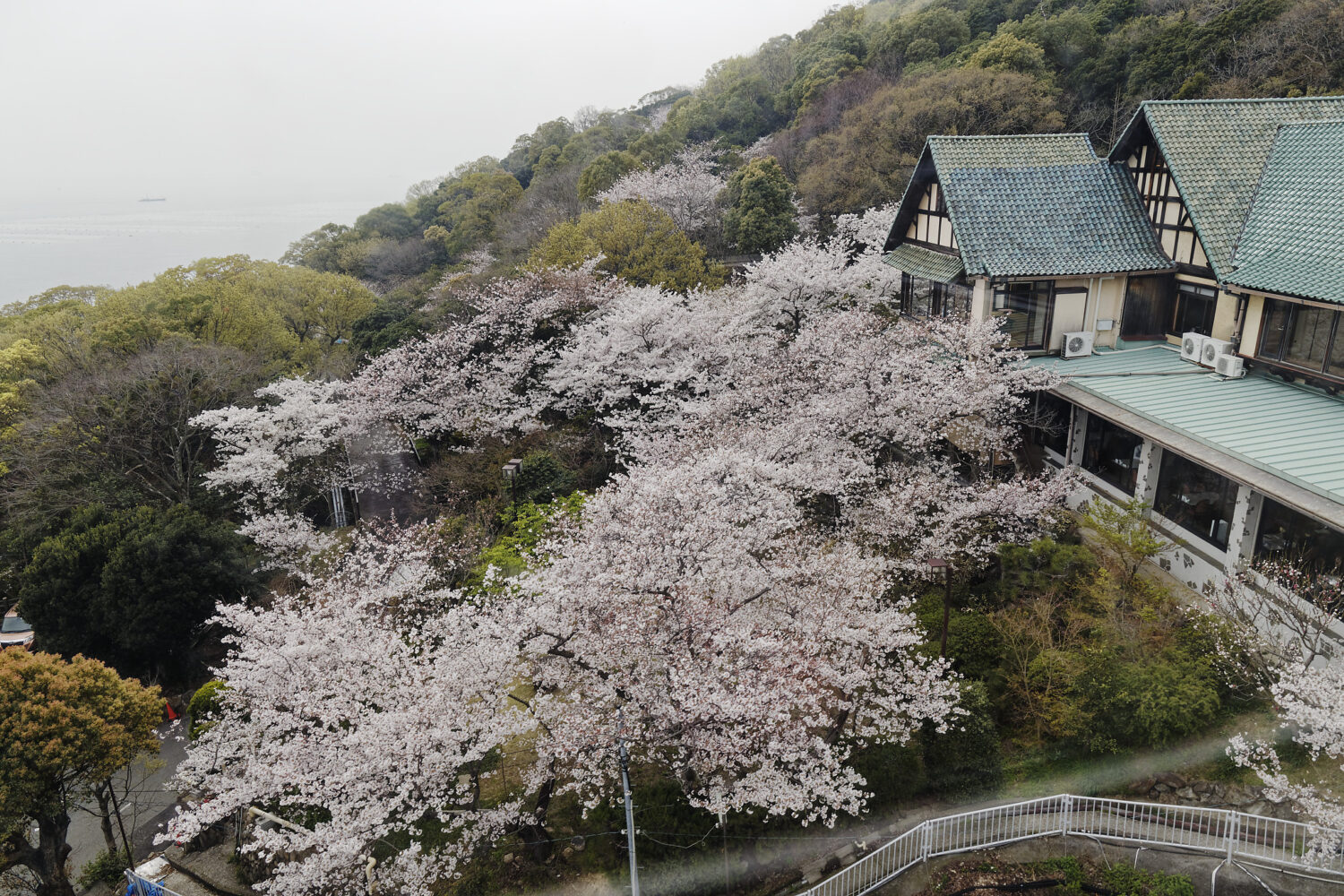 須磨浦山上遊園の桜開花状況　2021年3月30日