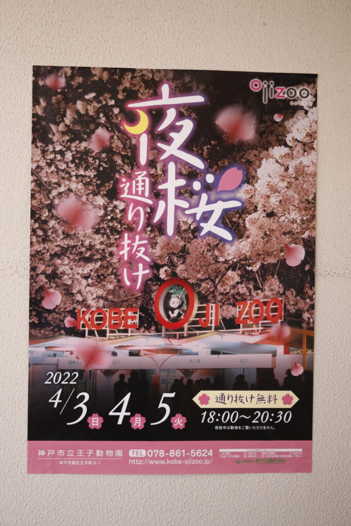 2022年の王子動物園の「夜桜通り抜け」は、4月3日(日)～4月5日(火) 各日午後6時～8時30分開催です。