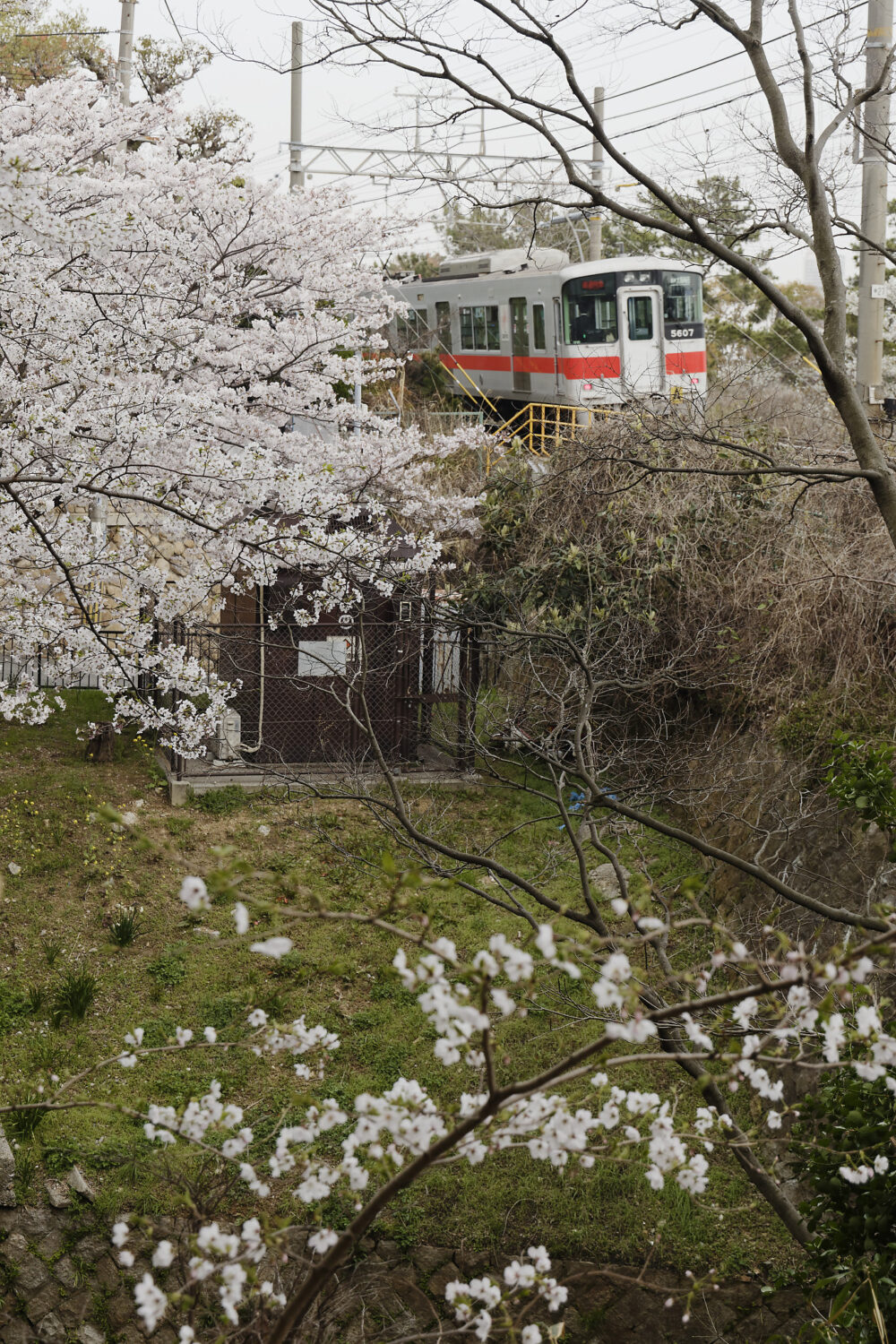 須磨浦公園の桜開花状況　2021年3月30日