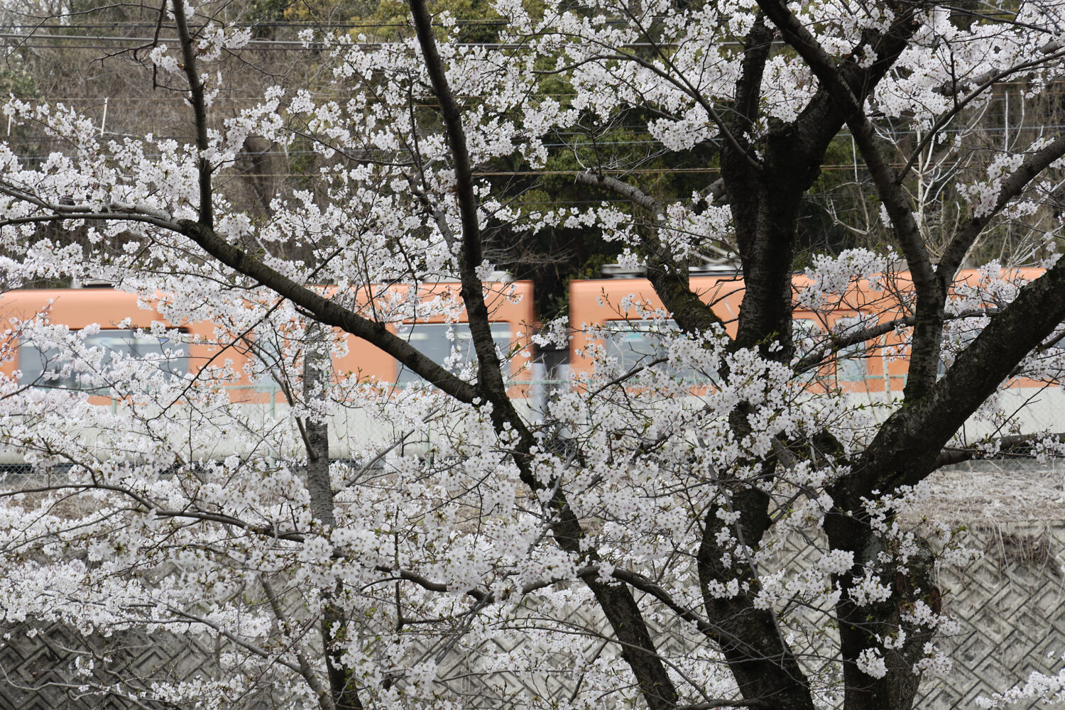 須磨浦公園の桜開花状況　2021年3月30日