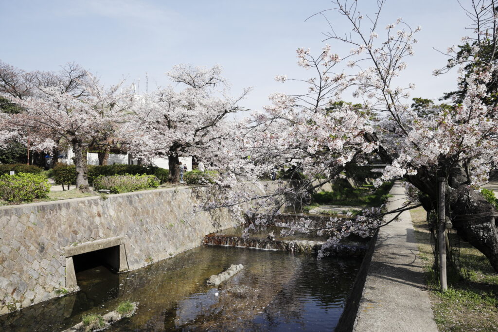 夙川の桜　開花状況 2023年4月2日
