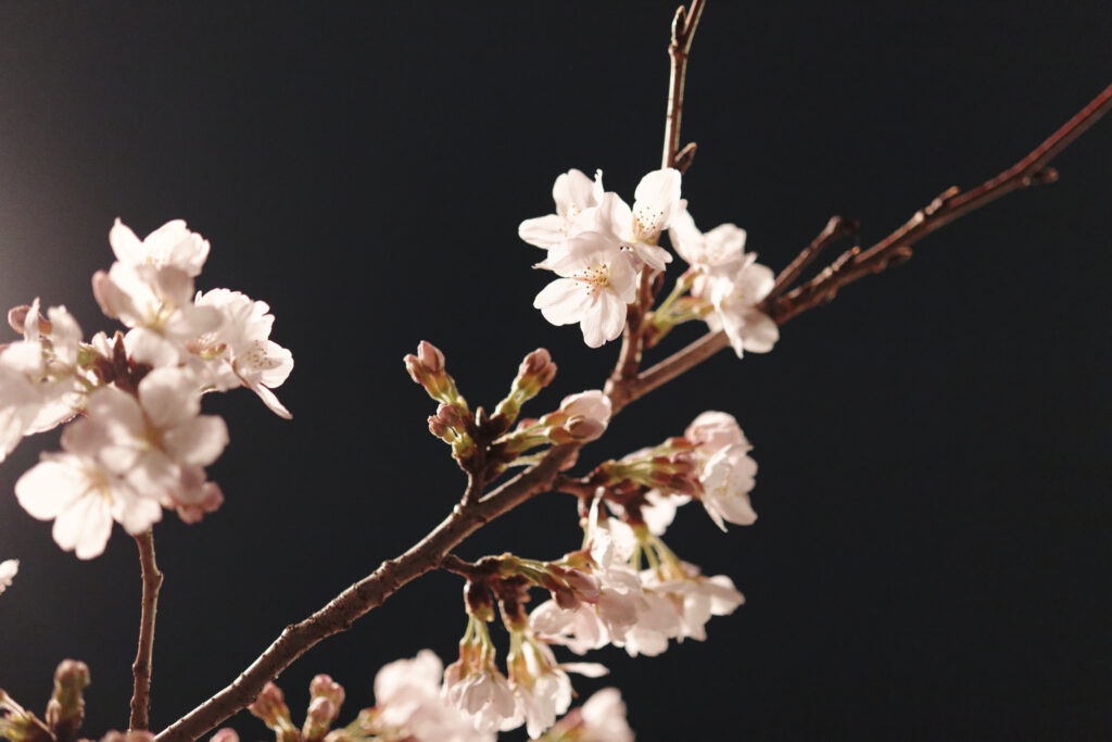 夙川の夜桜　開花状況 2023年3月24日