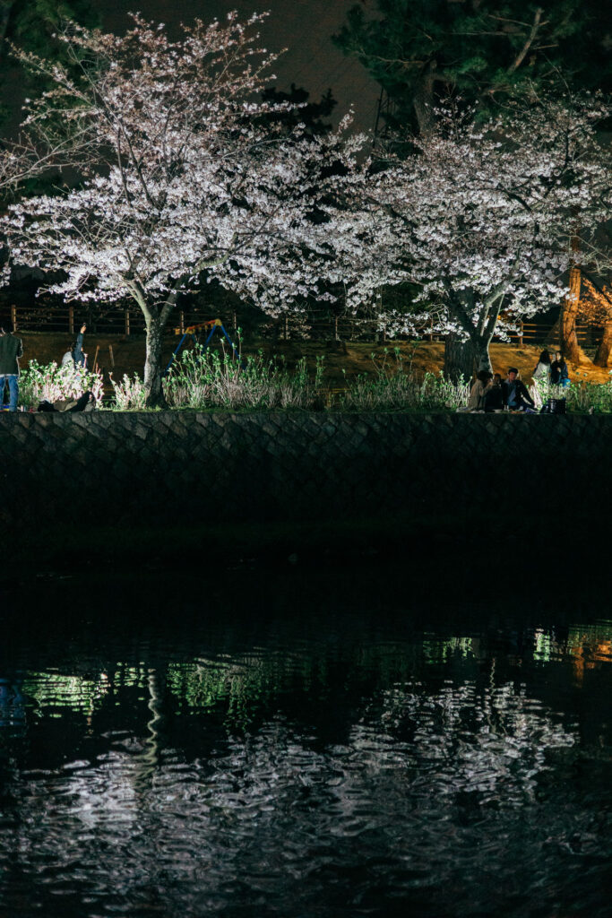 夜桜ライトアップ　夙川の桜の開花状況 2024年4月2日