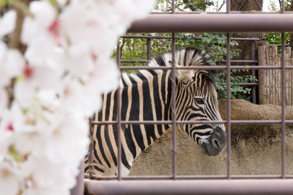 シマウマと桜　神戸市立王子動物園