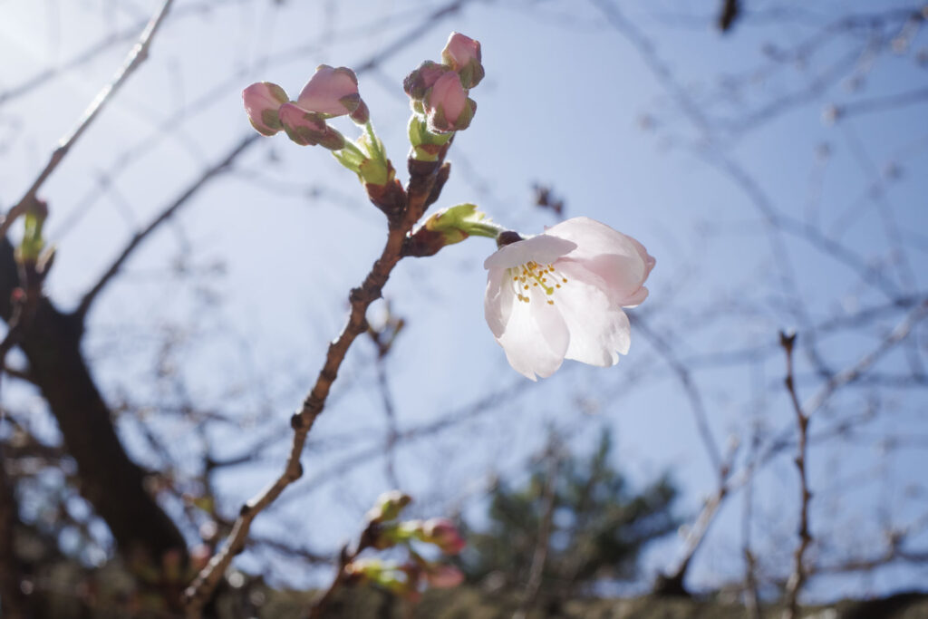 夙川の桜の開花状況 2024年3月27日
