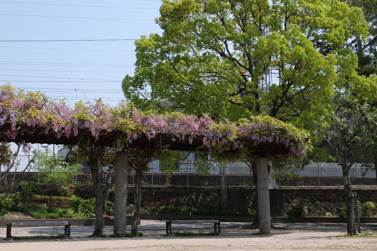 弁天池（兵庫県宝塚市）の藤棚