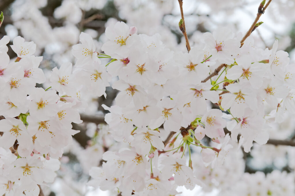 夙川の桜　開花状況 2023年3月24日