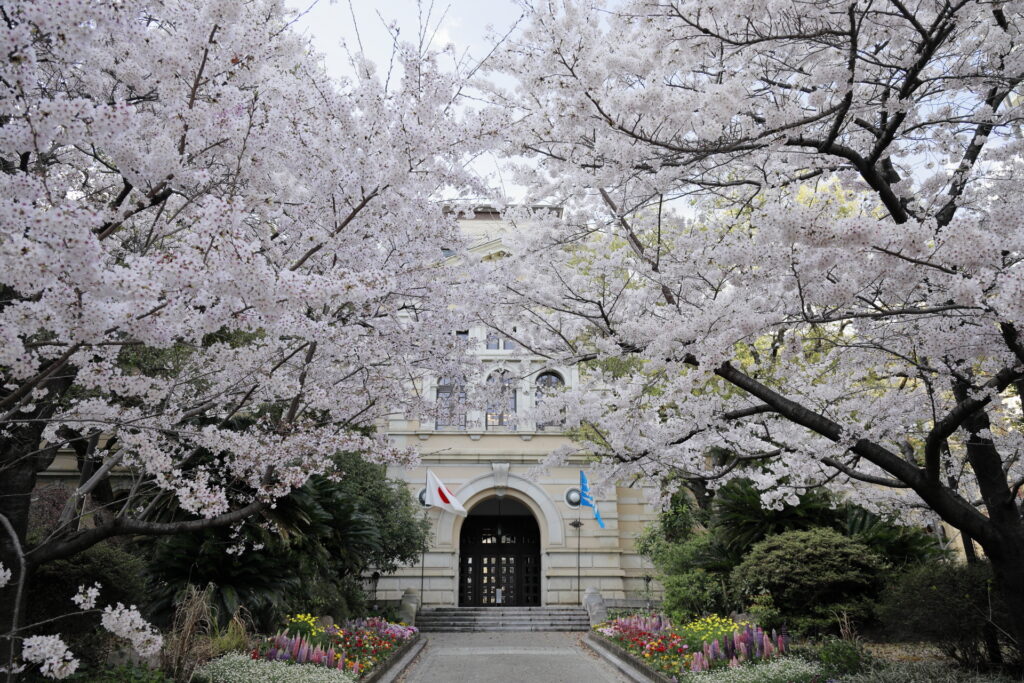 春の兵庫県公館前の桜の木