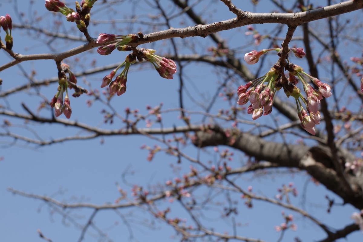 2019年3月26日の桜の開花状況 王子動物園