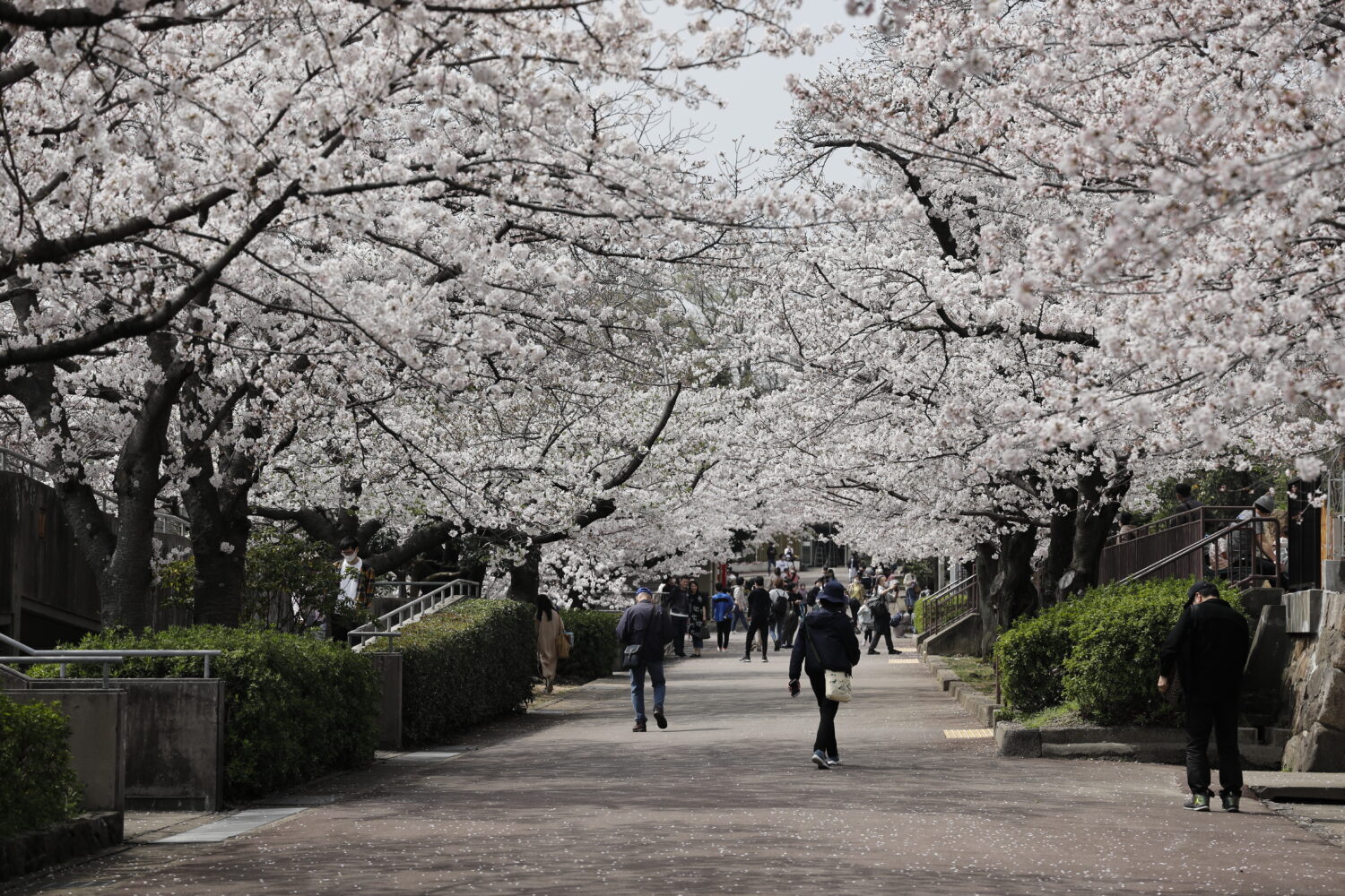 王子動物園の桜開花状況　2021年3月29日
