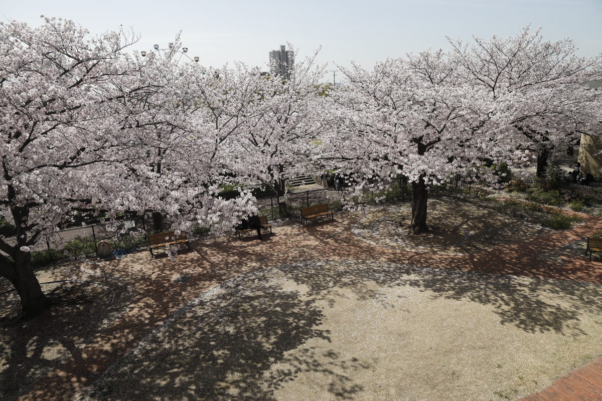 王子動物園の桜開花状況　2021年4月1日