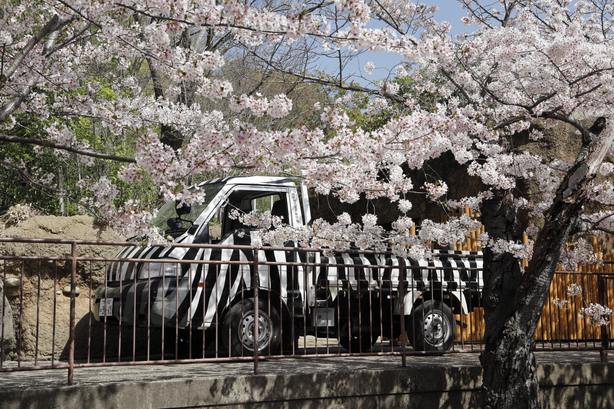 王子動物園の桜開花状況　2021年4月1日