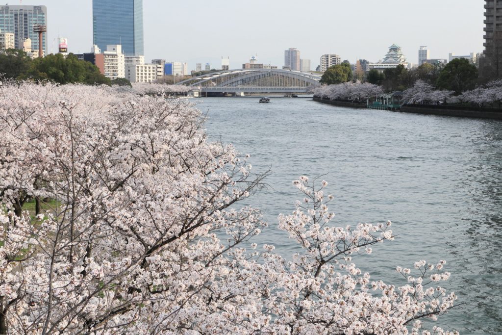 桜と大阪城 45mmで撮影