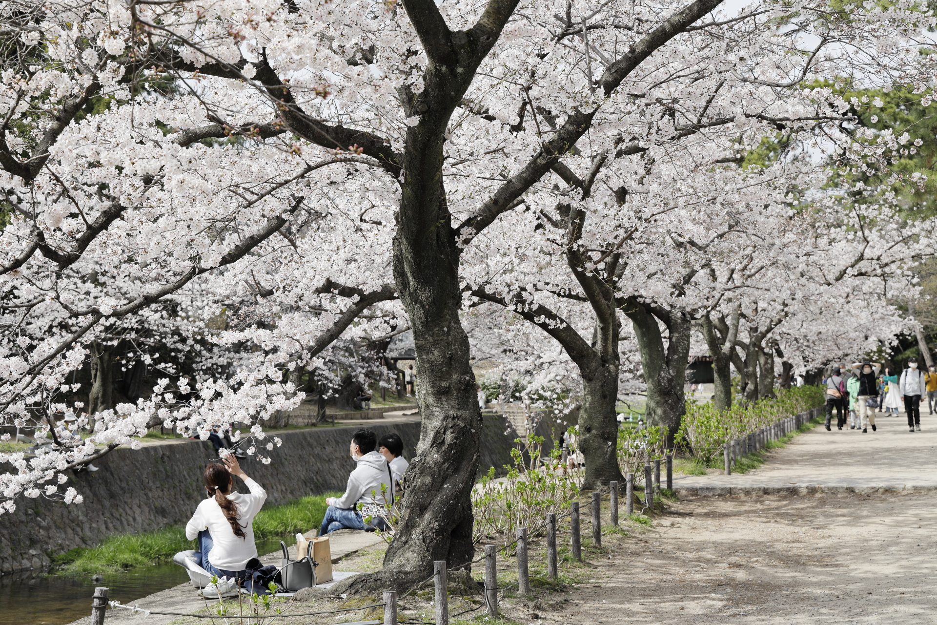 夙川の桜開花状況 2022年3月30日