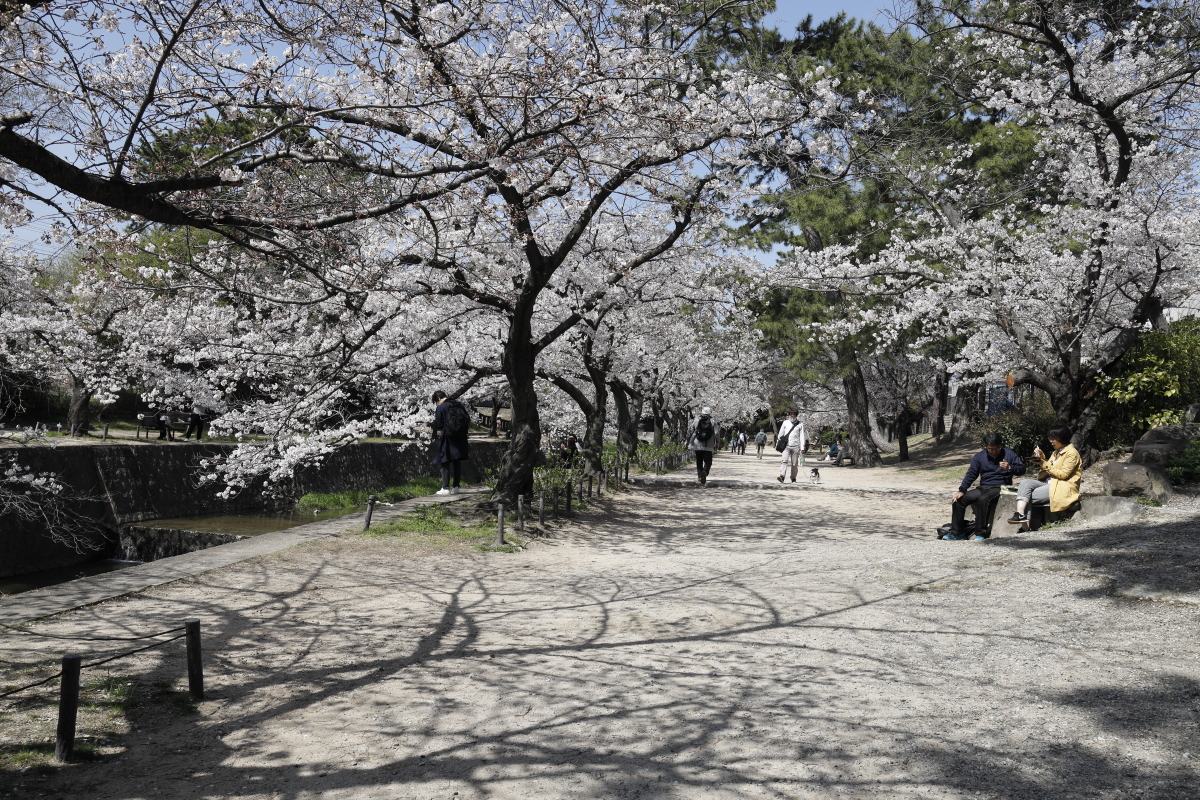夙川の桜開花状況　2021年3月26日